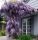  Wisteria seedling in a 1-2l 35 cm container