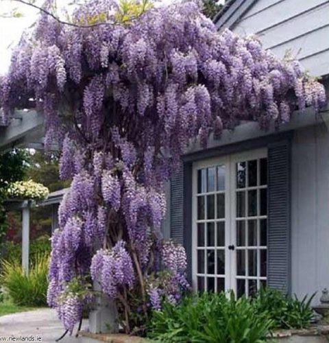  Wisteria seedling in a 1-2l 35 cm container