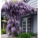  Wisteria seedling in a 1-2l 35 cm container