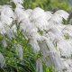  MISCANT MEMORY seedling of airy grass and silver panicles