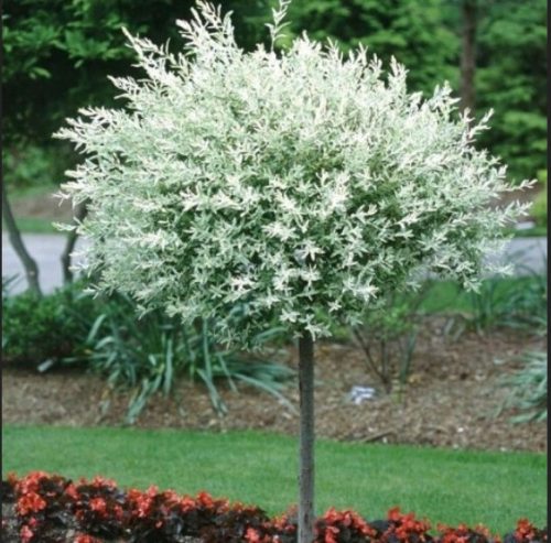  Willow seedlings in 2-3 liter containers, 120-150 cm