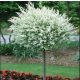  Willow seedlings in 2-3 liter containers, 120-150 cm