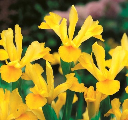  Yellow Iris, perennial garden iris seedling