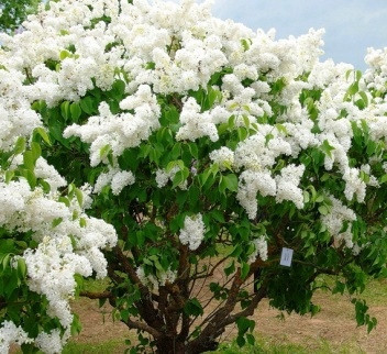  GARDEN LIBERTY WHITE // full bloom, wonderful scent!!!!!