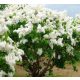  GARDEN LIBERTY WHITE // full bloom, wonderful scent!!!!!