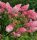  Hydrangea seedlings in a 2-3 liter container, 50-70 cm