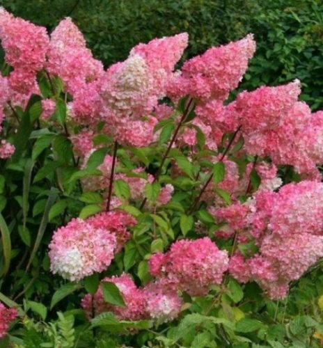  Hydrangea seedlings in a 2-3 liter container, 50-70 cm