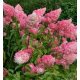  Hydrangea seedlings in a 2-3 liter container, 50-70 cm