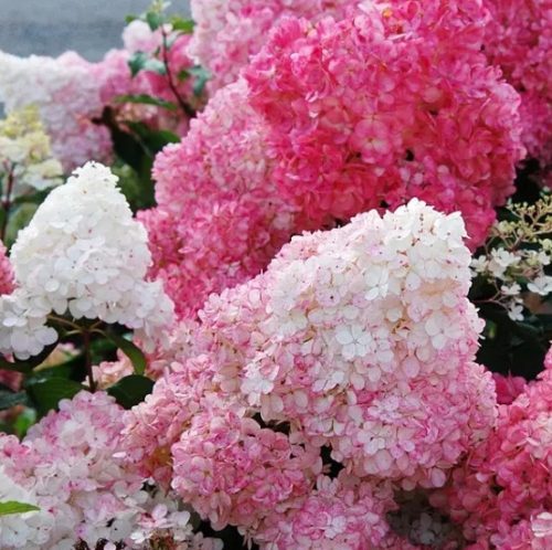  Pink hydrangeas, seedlings in 2-3 liter containers, 50-60 cm