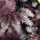  Red, colorful fern seedling in a 1-2l 10 cm container