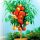  REDHAVEN peaches and nectarines, bare-root seedling, 100-120 cm