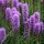  Liatris spicata 'Kobold' - Liatris spicata 'Kobold' PERSONAL SEEDS GARDEN