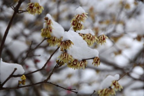  Winter flower - flowers and fragrance in winter 30-50cm C2