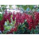  CHINESE Schisandra Sadova No1 Berries of Life P9