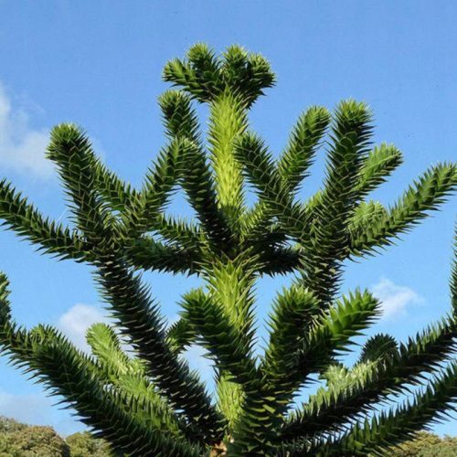  CHILIAN ARAUKARIA amazing conifer MONKEY TREE Araucaria SEEDING