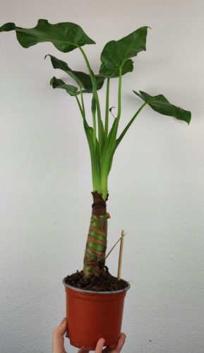  Alocasia cucullata 50 cm