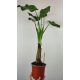  Alocasia cucullata 50 cm