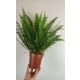  Nephrolepis Nephrolepis Lofty Green Lady 35 cm