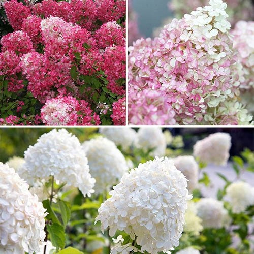  Hydrangeas, seedlings in 2-3 liter containers, 30-40 cm