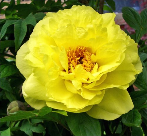  Yellow shrub peony yellow P14