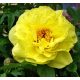  Yellow shrub peony yellow P14