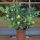  Sour Lime, Lime, Vodka Lime, 20–40 cm, P12