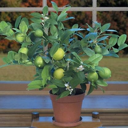  Sour Lime, Lime, Vodka Lime, 20–40 cm, P12
