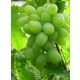  Rebe Gift Zaporozhye 40-60 cm
