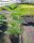  White, pink hydrangeas, seedlings in 2-3l containers, 5-15 cm