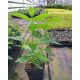  White, pink hydrangeas, seedlings in 2-3l containers, 5-15 cm