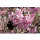 Viburnum seedlings in a 2-3 liter container, 40-60 cm