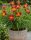  Red Rib Daylily, red-yellow, perennial seedling