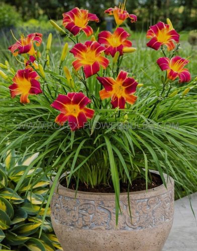  Red Rib Daylily, red-yellow, perennial seedling