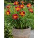  Red Rib Daylily, red-yellow, perennial seedling