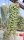 Kurdybanek ivy against mosquitoes, herb for digestion