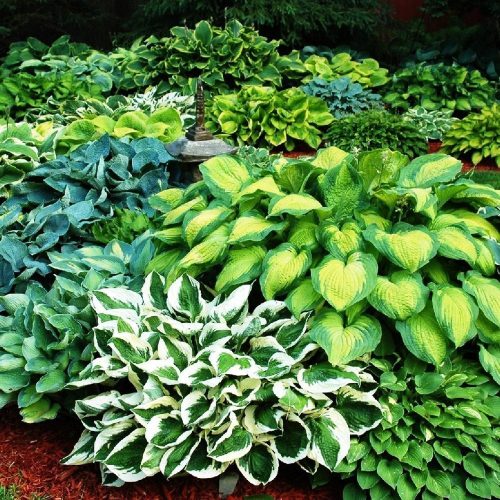  Hosta-Funkia seedlings Colored Mix 5 pieces