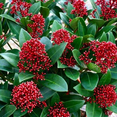  SKIMMIA JAPONICA RUBELLA JAPANESE SKIMIA