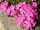  Phlox flower carpet blooms 120 days, seedling pink