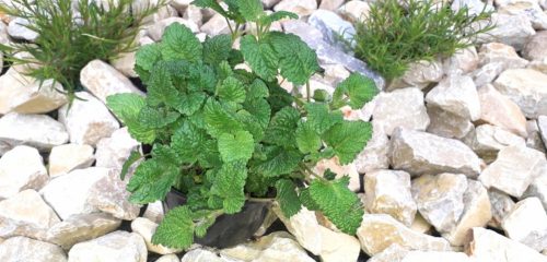  The fragrant seedling of lemon balm overwinters and smells