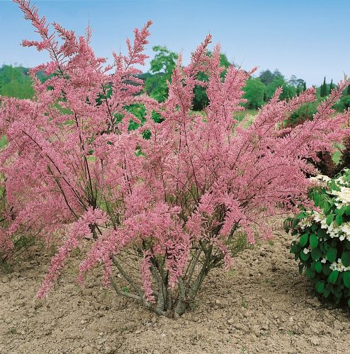  Tamarisk PINK MIST – The charm of spring