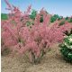  Tamarisk PINK MIST – The charm of spring