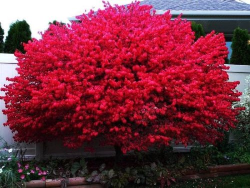  'Compactus' - Burning Bush