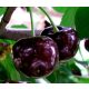  Canadian cherry seedling with bare root, 120-140 cm