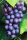  Schuyler vine seedling in 2-3l container, 70-100 cm