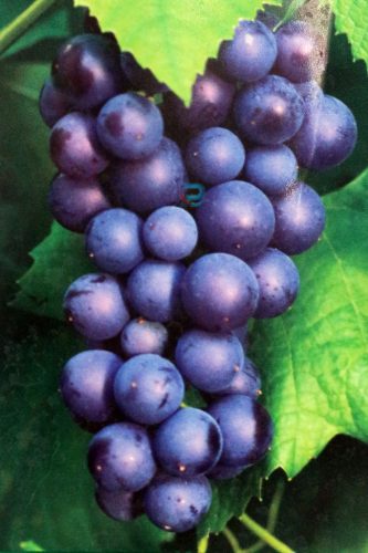  Schuyler vine seedling in 2-3l container, 70-100 cm
