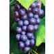 Schuyler vine seedling in 2-3l container, 70-100 cm