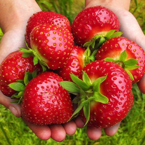  Wild strawberries and strawberries BLACK STRAWBERRY LARGE SWEET FRUITS RESISTANT TO FROST AND DISEASE FRIGO SEEDS 10 PIECES. Bare root seedling 15-30 cm