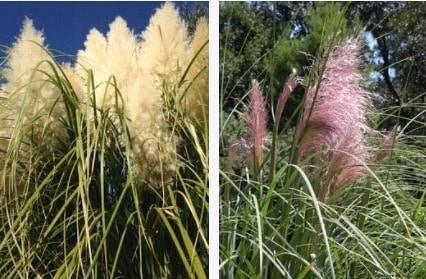  Pampas Grass – Set of two colors – pink and white flower P9