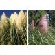  Pampas Grass – Set of two colors – pink and white flower P9