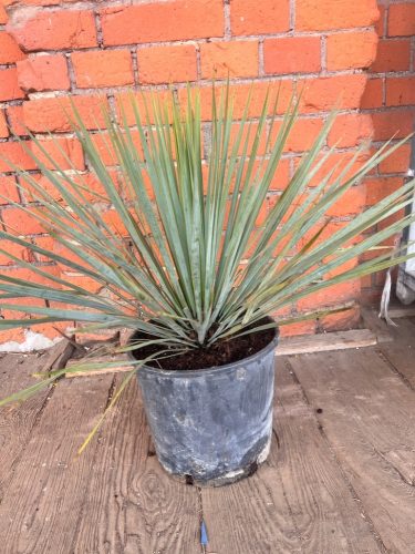  Yucca rostrata An ideal plant for a balcony or terrace